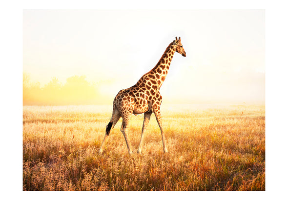 Fotobehang - giraf - wandeling