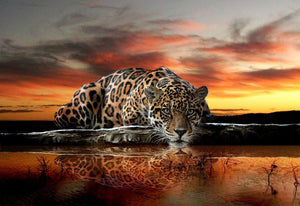 Tijger bij zonsondergang
