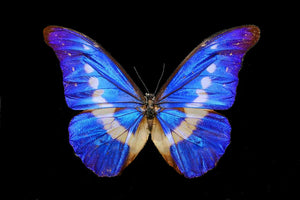 Blauwe vlinder