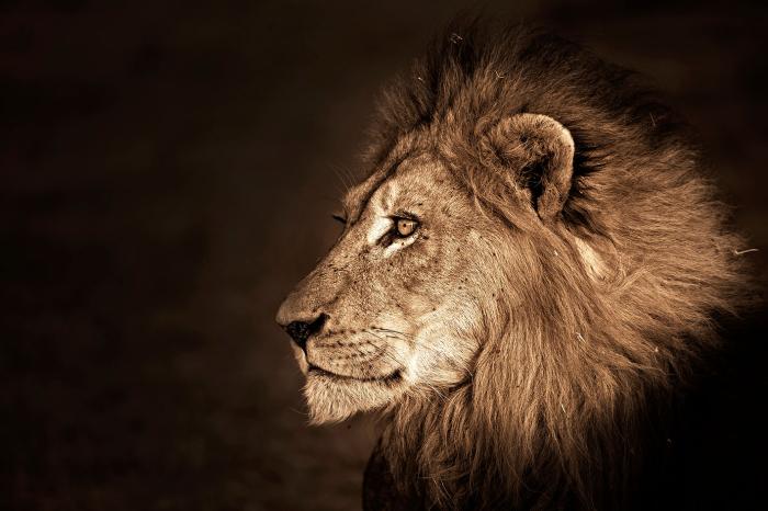 Schilderij 120x80 Leeuwenkop rechts (Glas)