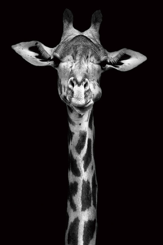 Schilderij 80x120 Giraffe (Glas)