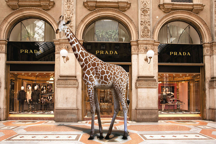 Schilderij 120x80 Giraf voor modewinkel (Glas)