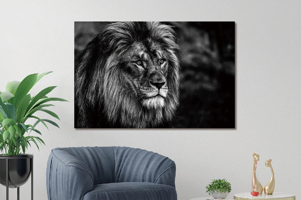 Schilderij 120x80 Mannetjes leeuw zwart/wit (Glas)