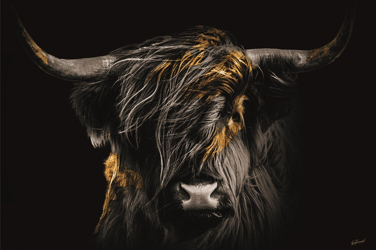 Schilderij 160x110 Hooglander in de wind (Glas)