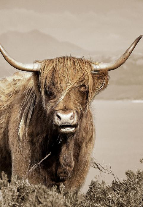 Schilderij 110x160 Schotse hooglander links (Glas)