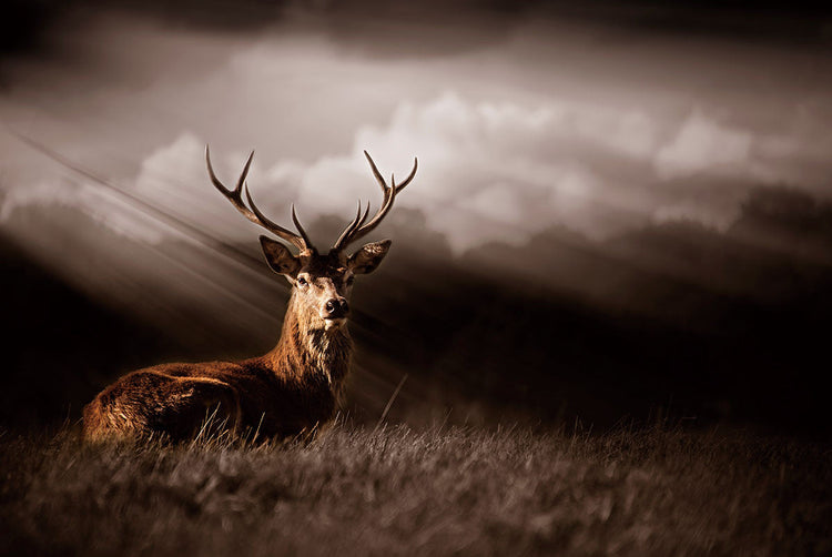 Schilderij 120x80 Hert in de natuur (Glas)