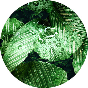 Jungle leaf