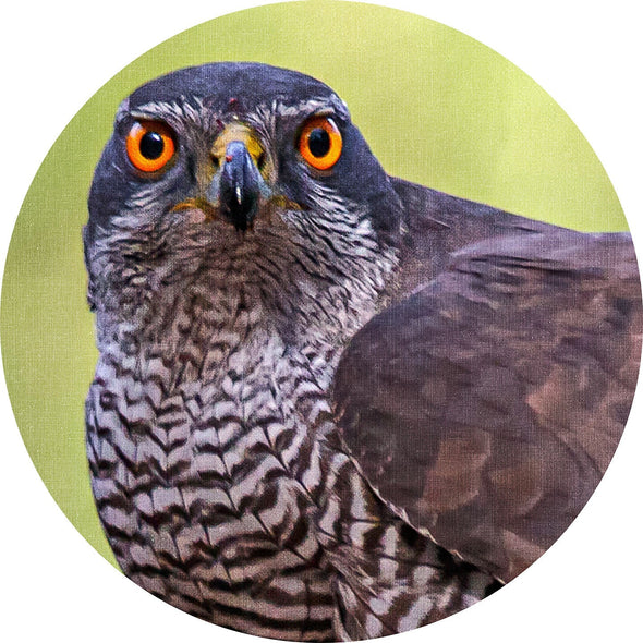 Hawk