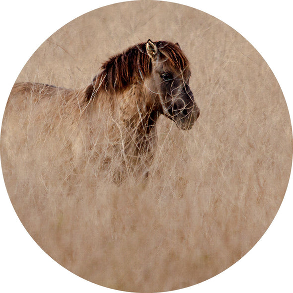 Horse with grass