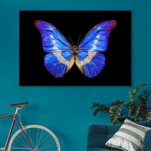 Blauwe vlinder