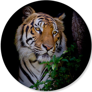 Tijger cirkel