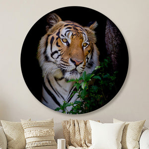 Tijger cirkel