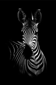 Zebra zwart wit