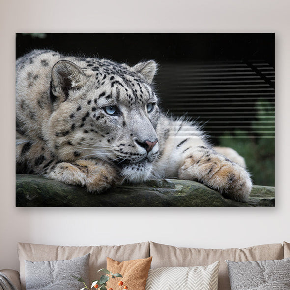 Schilderij Sneeuwpanter (Dibond /  Plexiglas)