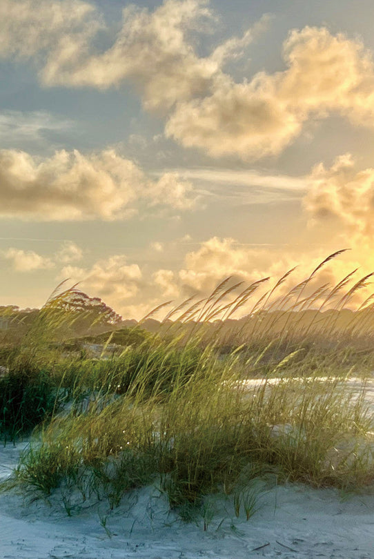 Schilderij 80x120 Helmgras (Glas)