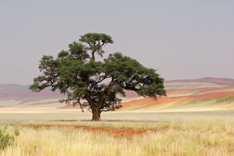 Schilderij 120x80 Eenzame boom (Glas)