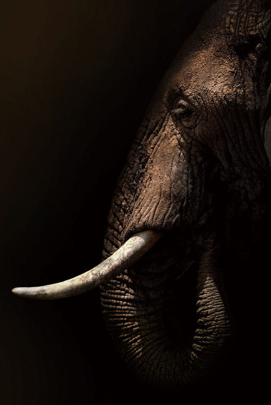 Schilderij 80x120 Olifant mysterieus (Glas)