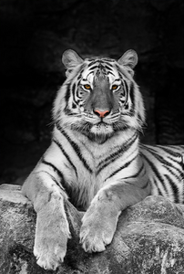 Tijger staand