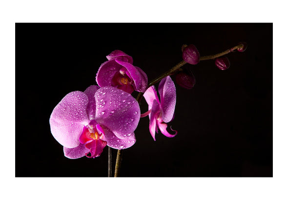 Fotobehang - Stylish Orchis