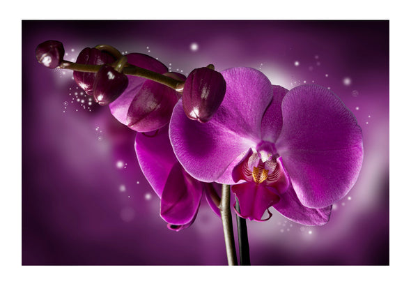 Fotobehang - Fairy tale and orchid