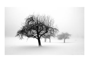 Fotobehang - winter - trees