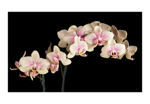 Fotobehang - Blooming orchidee