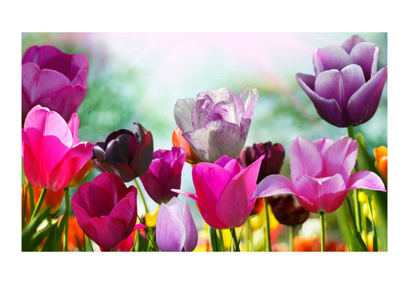 Fotobehang - Prachtige lente bloemen, tulpen