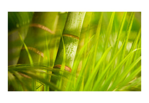Fotobehang - bamboe - natuur zen