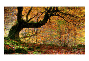 Fotobehang - Herfst, bos en bladeren