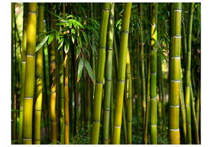 Fotobehang - Aziatische bamboebos