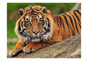 Fotobehang - Sumatraanse tijger