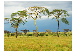 Fotobehang - Savanna trees