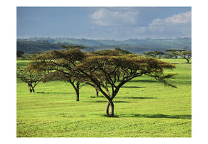Fotobehang - Afrikaanse bomen