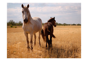 Fotobehang - Horse and foal