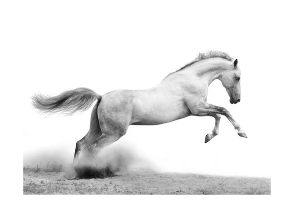 Fotobehang - White gallop