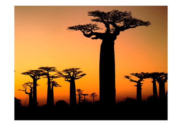 Fotobehang - Afrikaanse baobab bomen