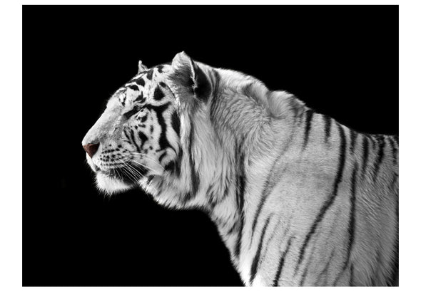 Fotobehang - Witte tijger