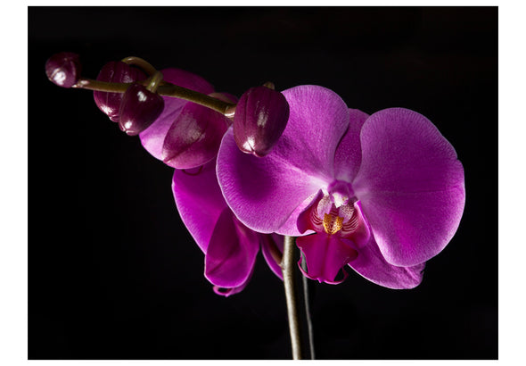 Fotobehang - elegant orchis