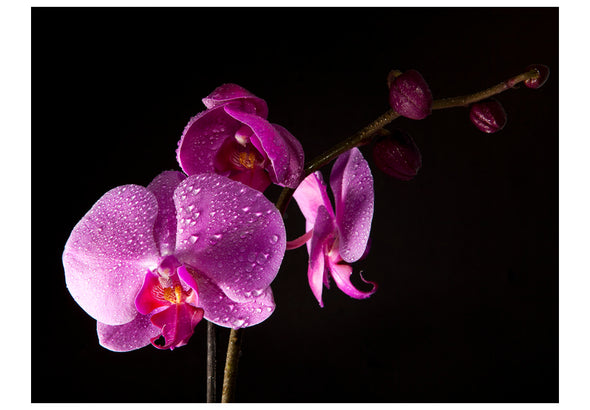 Fotobehang - stylish orchis
