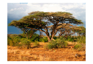Fotobehang - Samburu National Reserve, Kenia