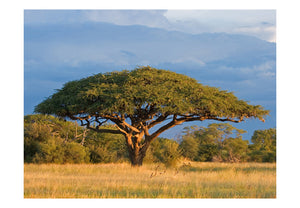 Fotobehang - Afrikaanse acaciaboom, Hwange National Park, Zimbabwe