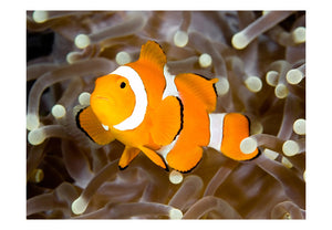 Fotobehang - Finding Nemo