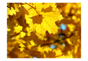 Fotobehang - Sunlight on leaves of the maple