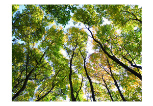 Fotobehang - Looking up at the trees