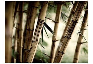 Fotobehang - Fog and bamboo forest