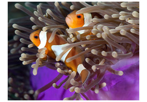 Fotobehang - Clownfish