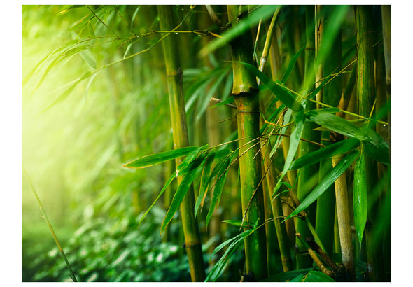 Fotobehang - jungle - bamboo