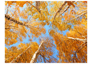 Fotobehang - Herfst bomen