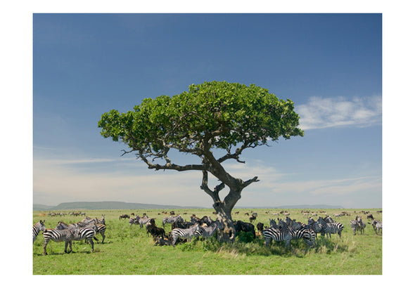 Fotobehang - Afrika - zebra's in de schaduw van een boom