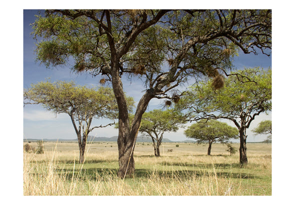 Fotobehang - Acacia bomen - Serengeti, Afrika